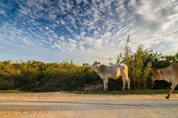 Yolda inek — Stok fotoğraf