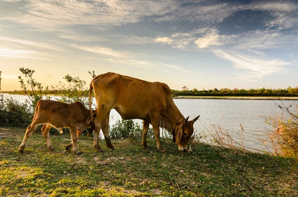 Çimenlerin üzerinde inek — Stok fotoğraf