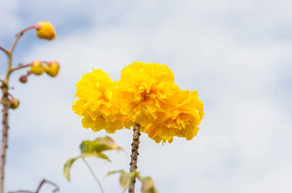 Gele zijde katoen of cochlospermum regium — Stockfoto