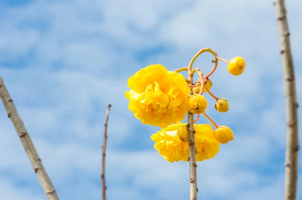 Žluté bavlněné hedvábí nebo cochlospermum regium — Stock fotografie