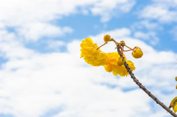 Gelbe Seidenbaumwolle oder cochlospermum regium — Stockfoto