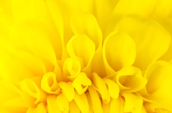 Flor de crisântemo — Fotografia de Stock