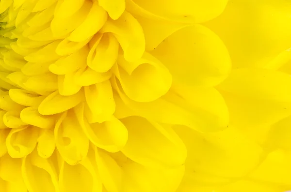 Chrysanthemum flower — Stock Photo, Image