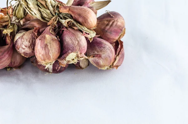 Scalogno su sfondo bianco — Foto Stock