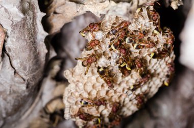 eşekarısı yuvası içinde