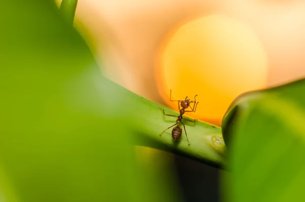 Červený mravenec a západ slunce — Stock fotografie