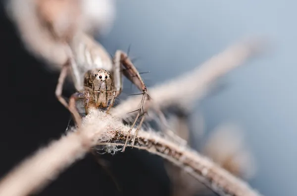 Lynx örümcek — Stok fotoğraf