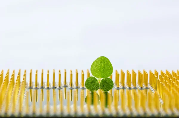 Pequena planta em eletrônica — Fotografia de Stock