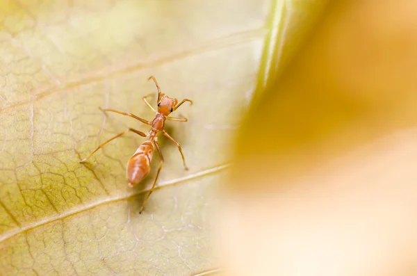 Myrmarachne Plataleoides spider — Stock Photo, Image