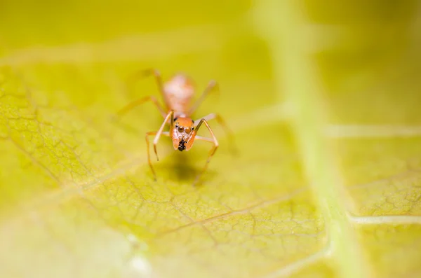 Myrmarachne Plataleoides 거미 — 스톡 사진