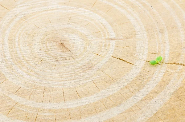 Tree stump and little plant — Stock Photo, Image