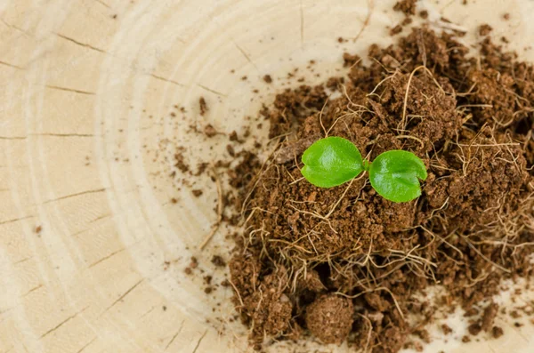 Young plant — Stock Photo, Image