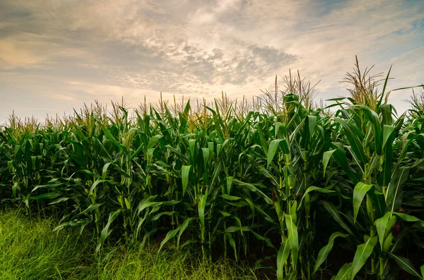 Azienda agricola di mais — Foto Stock