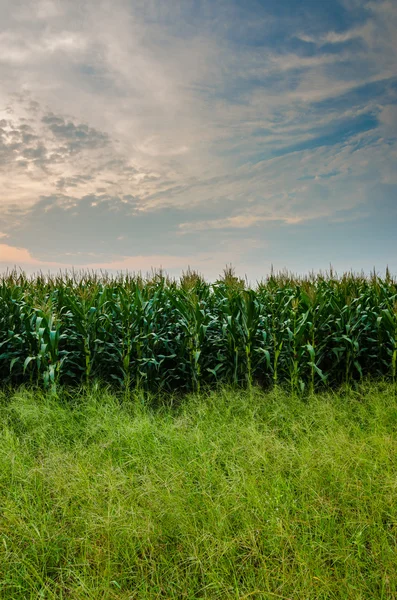 Azienda agricola di mais — Foto Stock