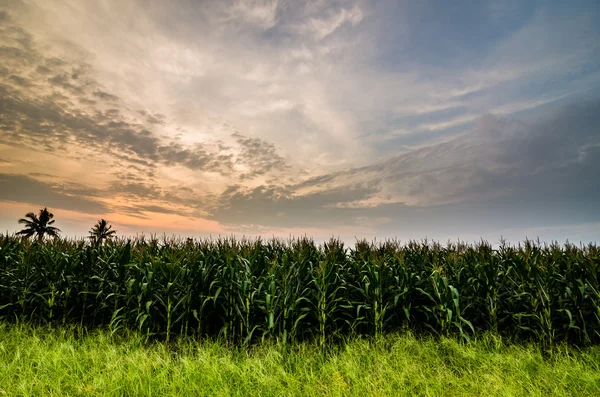 Azienda agricola di mais — Foto Stock