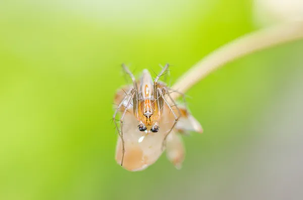 Lynx spider — Stock Photo, Image