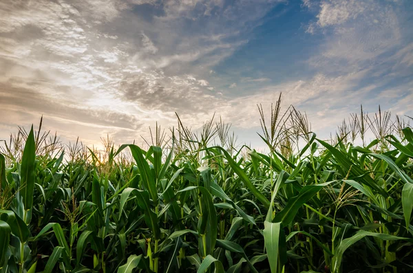 Azienda agricola di mais — Foto Stock