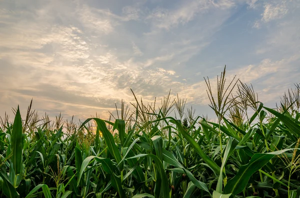 Azienda agricola di mais — Foto Stock