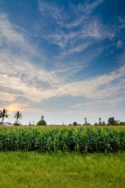 Kukuřičné farmy — Stock fotografie