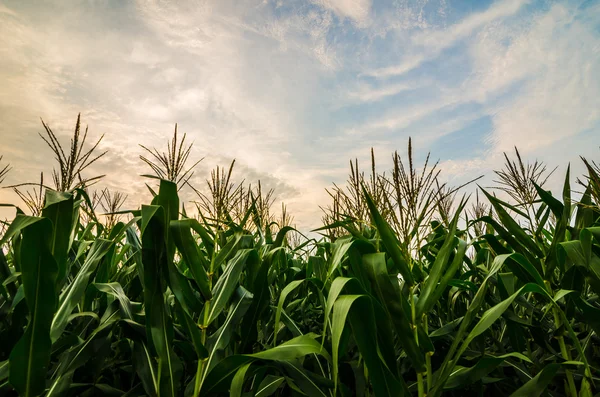 Azienda agricola di mais — Foto Stock