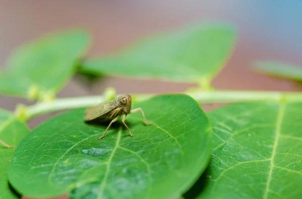 Bladlöss på blomman — Stockfoto