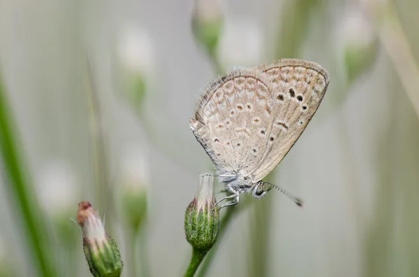 Farfalla nella natura — Foto Stock