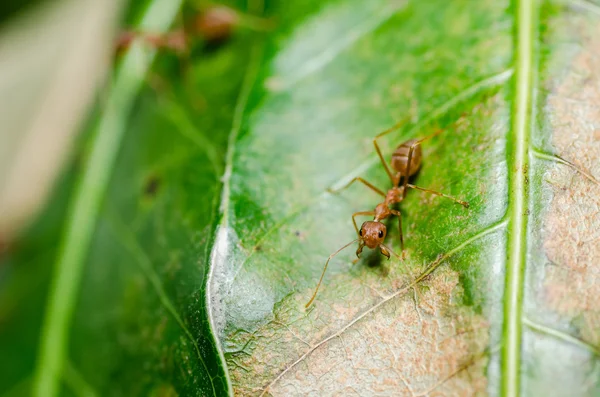 Hormiga roja en la hoja — Foto de Stock