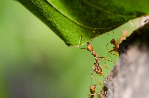 Red ant on the leaf — Stock Photo, Image