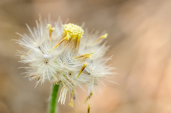 Çiçek bitki — Stok fotoğraf