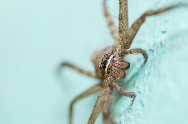 绿色背景的褐色蜘蛛 — 图库照片