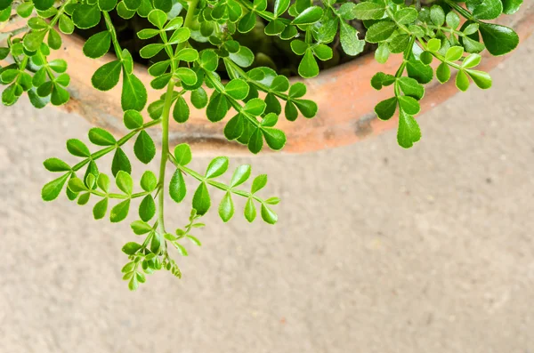 Folha verde — Fotografia de Stock