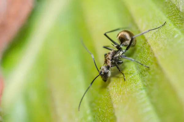 真っ黒の蟻、葉 — ストック写真
