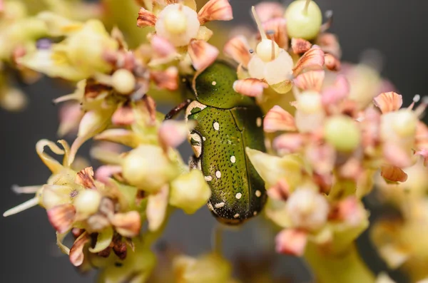 Gröna bugg i blomman — Stockfoto