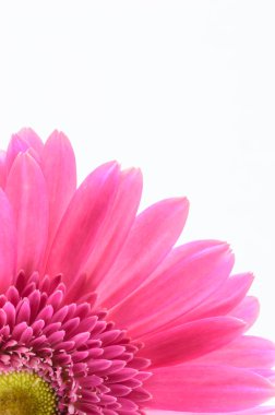 pembe gerbera papatya