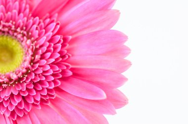 pembe gerbera papatya