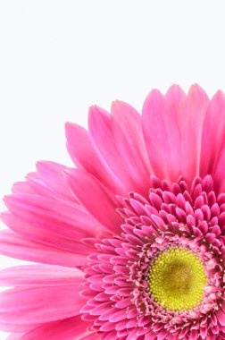 pembe gerbera papatya