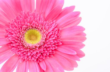 pembe gerbera papatya
