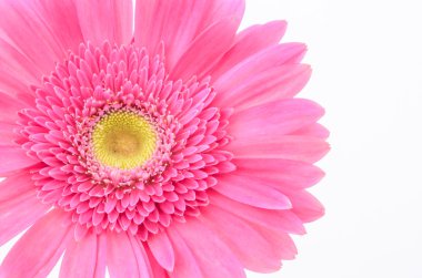 pembe gerbera papatya