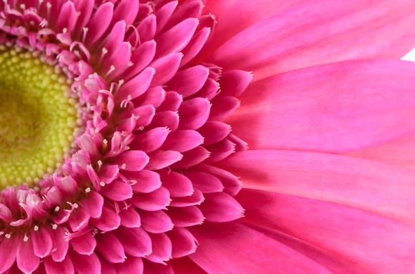 Margarita gerberas rosadas — Foto de Stock