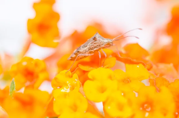 Hemiptera på gul blomma — Stockfoto