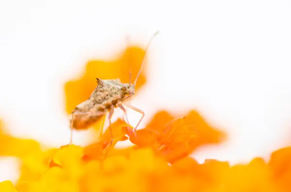 Hemiptera op de gele bloem — Stockfoto