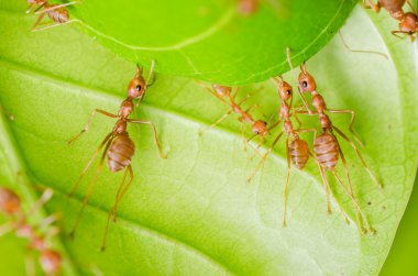 Kırmızı karınca ekip çalışması bina giriş