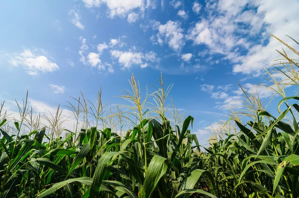 Azienda agricola di mais — Foto Stock