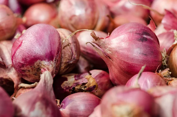 Shallots — Stock fotografie