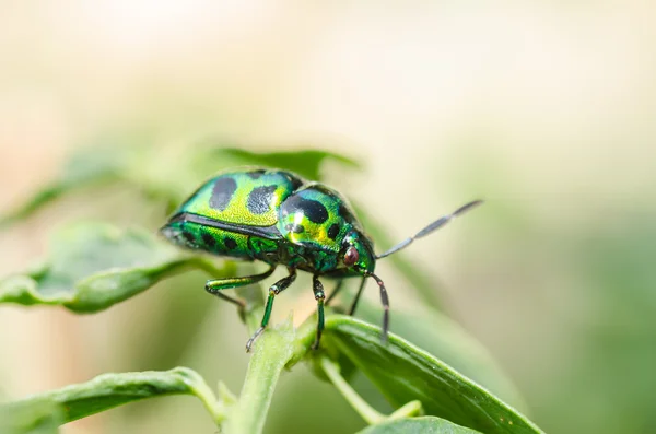 Beetle klejnot w zieleni — Zdjęcie stockowe