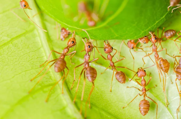 Red ant teamwork building home — Stock Photo, Image