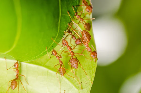 Red ant teamwork building home — Stock Photo, Image