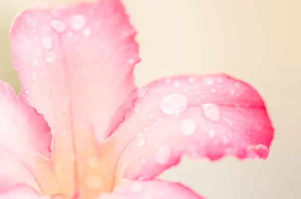Azalea flores — Foto de Stock