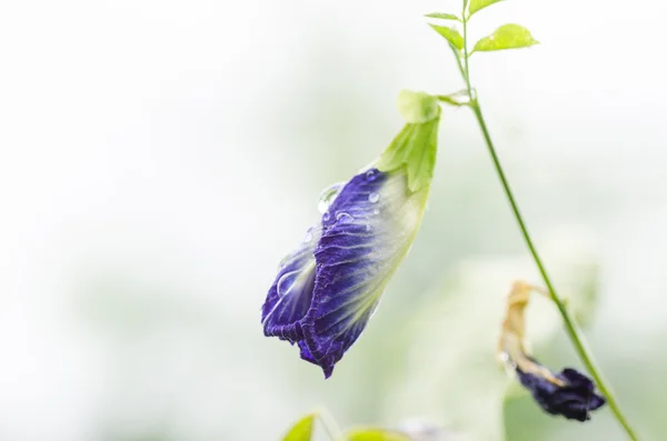 Schmetterling Erbsenblume — Stockfoto