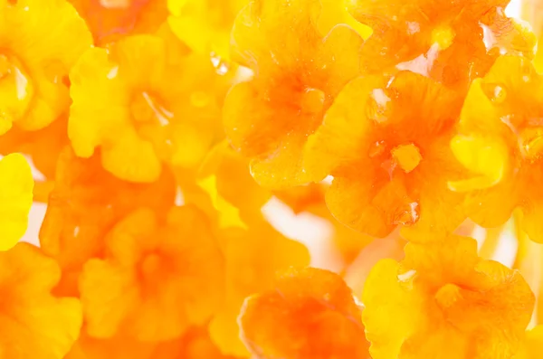 Yellow and orange flower — Stock Photo, Image